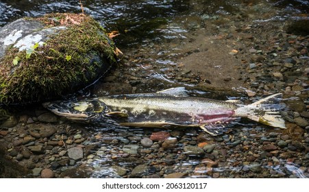 Dead Chinook Salmon After Spawning In Oregon