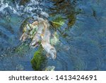 Dead Chinook Salmon during spawning season, Ketchikan Creek, Ketchikan, Alaska.