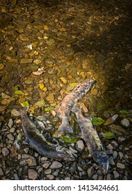 Dead Chinook Salmon During Spawning Season, Ketchikan Creek, Ketchikan, Alaska.