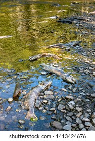 Dead Chinook Salmon During Spawning Season, Ketchikan Creek, Ketchikan, Alaska.