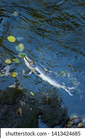 Dead Chinook Salmon During Spawning Season, Ketchikan Creek, Ketchikan, Alaska.