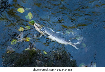 Dead Chinook Salmon During Spawning Season, Ketchikan Creek, Ketchikan, Alaska.