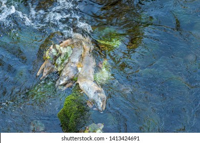 Dead Chinook Salmon During Spawning Season, Ketchikan Creek, Ketchikan, Alaska.