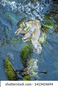 Dead Chinook Salmon During Spawning Season, Ketchikan Creek, Ketchikan, Alaska.