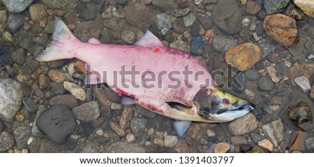 Dead chum salmon laying on a gravel riverbank. Fish has spawned and then died, in the typical normal lifecycle. Fish has a visible Fisheries tracking tag. Fish is pink and decomposing on brown gravel.