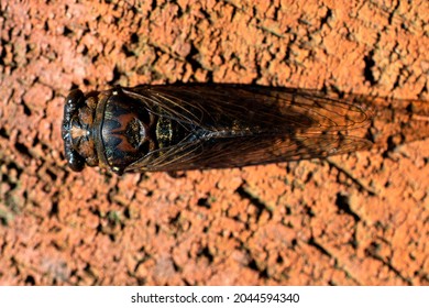 Dead Cicada On The Ground