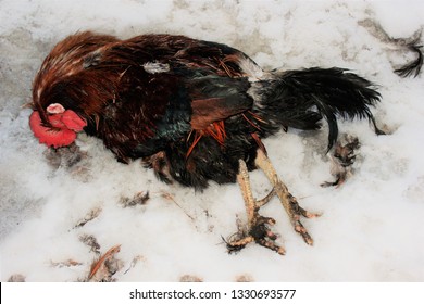 cock dead picture Huge boob aunties