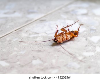 Dead Cockroach Stock Photo 495202564 | Shutterstock