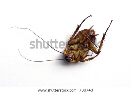 Dead cockroach close up
