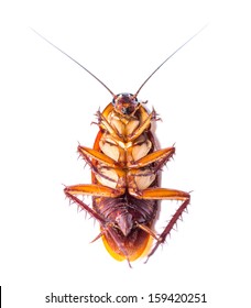 Dead Cockroach Isolated On A White