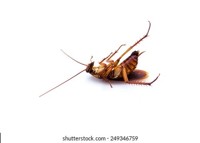 Dead Cockroach Isolated On A White