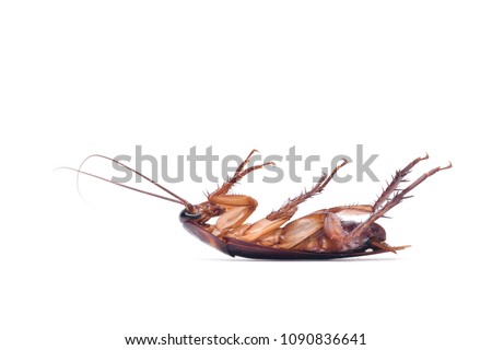 Dead Cockroach isolated on white background