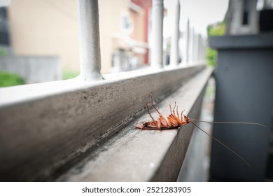 A dead cockroach lies upside down on the house fence after being sprayed with insecticide as part of a cleaning and pest control action inside the house