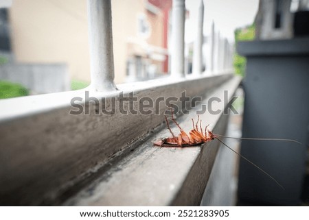 A dead cockroach lies upside down on the house fence after being sprayed with insecticide as part of a cleaning and pest control action inside the house