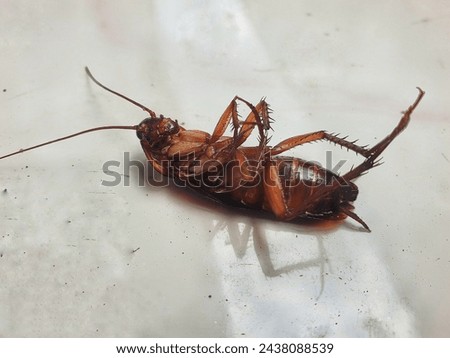 A dead cockroach lying on its back with its legs in an irregular position