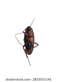 Dead cockroach lying upside down isolated on a clean white background, detailed bottom view of underbelly, legs, and long curved antenna.