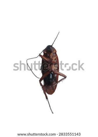 Dead cockroach lying upside down isolated on a clean white background, detailed bottom view of underbelly, legs, and long curved antenna.