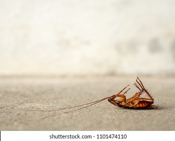 Dead cockroach on floor with copy sapce. pest control, health and hygiene concept 