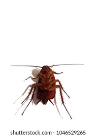 Dead Cockroach On White Background. Insects With Incomplete Life Cycles Are Found Throughout The World. There Are Many Varieties: Brown Banded Roach, Australian Roach, American Roach And German Roach.