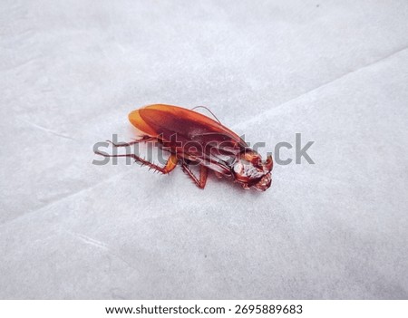 Dead cockroach on white background, as product catalog photography design and science and environmental education. 