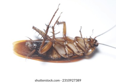 Dead cockroach on white house floor. cockroach macro photo.