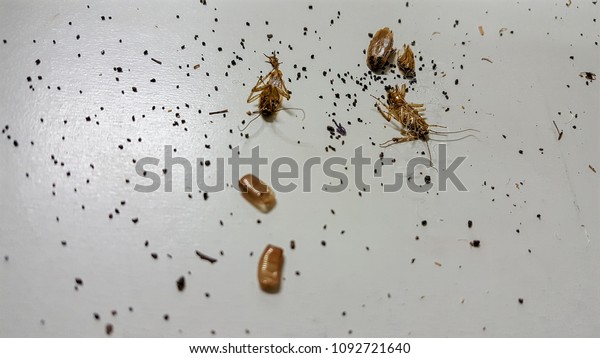 Dead Cockroach Poop Drawer Stock Photo (Edit Now) 1092721640