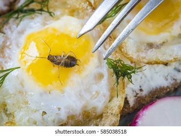 A Dead Cockroach In Scrambled Eggs.