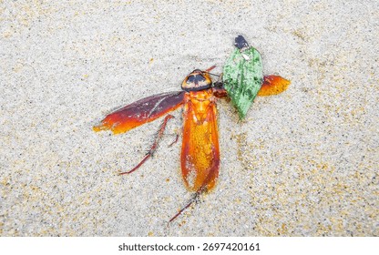 Dead cockroach washed up on the beach sand in Patong Beach Kathu District Phuket Island Province Southern Thailand in Southeast Asia.
