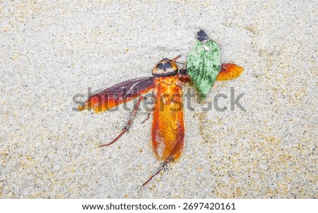 Dead cockroach washed up on the beach sand in Patong Beach Kathu District Phuket Island Province Southern Thailand in Southeast Asia.