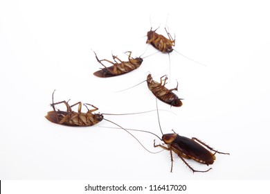 Dead Cockroaches