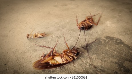 Dead Cockroaches