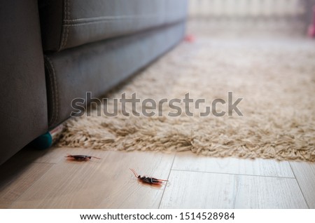 Dead cockroaches in an apartment house on the background of the sofa. Inside high-rise buildings. Fight with cockroaches in the apartment. Extermination.
