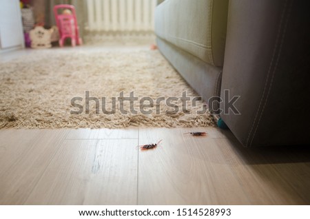 Dead cockroaches in an apartment house on the background of the sofa. Inside high-rise buildings. Fight with cockroaches in the apartment. Extermination.