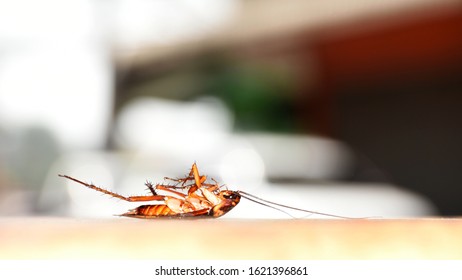 Dead American Cockroach Laying On Back Stock Photo (Edit Now) 1130669861