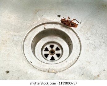 Dead Cockroaches Kitchen Sink Stainless 260nw 1133800757 