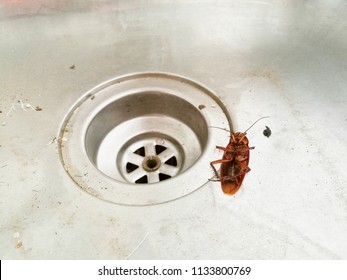Dead Cockroaches Kitchen Sink Stainless 260nw 1133800769 
