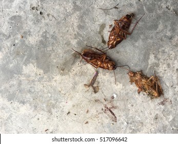 Dead Cockroaches Lying On The Floor After Sprayed Pesticides