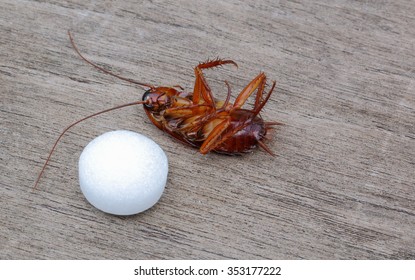 Dead Cockroaches And Mothball On The Wooden Floor.