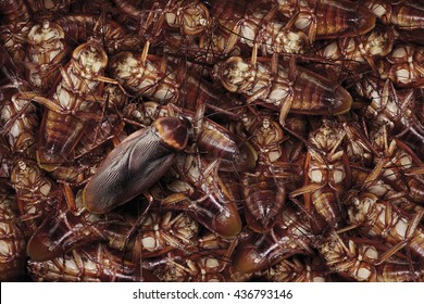 Dead cockroaches nest ,Cockroaches die as a dense nest and last one cockroach walking.