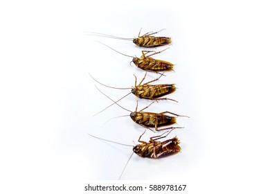 520 Cockroach Nest Stock Photos, Images & Photography | Shutterstock