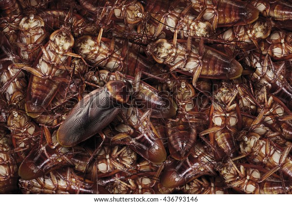 ゴキブリの死骸が巣を作り ゴキブリは密巣として死に 最後にゴキブリが歩き続ける の写真素材 今すぐ編集