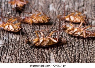 548 Cockroach nest Images, Stock Photos & Vectors | Shutterstock