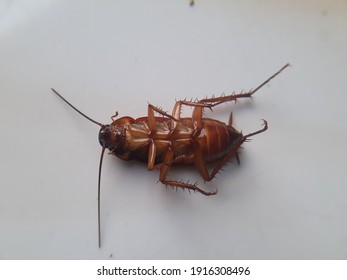 Dead Cockroaches On The Floor