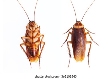 Dead cockroaches on white background 