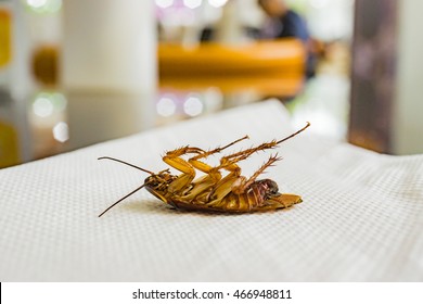Dead Cockroaches On White  Paper Napkin Background In Restaurant.