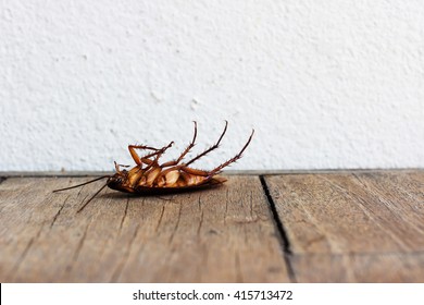 Dead Cockroaches On Wooden Table