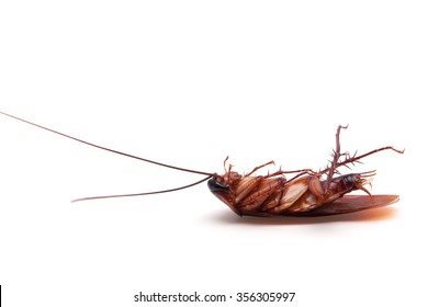 Dead Cockroaches White Background