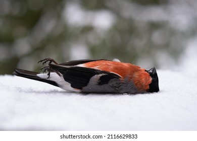 Dead Colorful Small Bird Lies In The Snow
