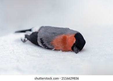 Dead Colorful Small Bird Lies In The Snow
