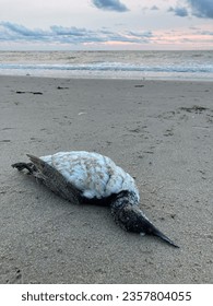 A dead common guillemot fish eating seabird washed ashore on a sandy beach - Shutterstock ID 2357804055